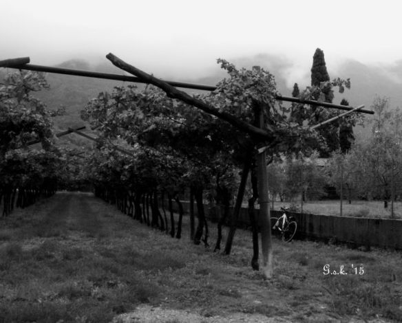 Bike in the vineyard